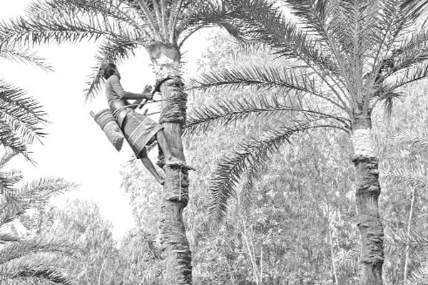 চলছে ঐতিহ্যবাহী হাজারী গুড় তৈরির আয়োজন