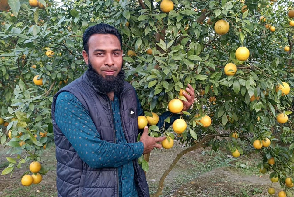 হানিফের বাগানে থোকায় থোকায় মাল্টা
