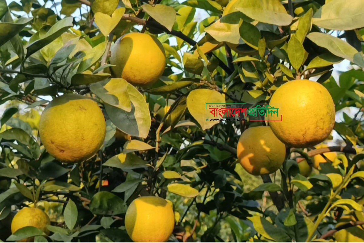 নীলফামারীতে বাণিজ্যিকভাবে চাষ হচ্ছে মাল্টা