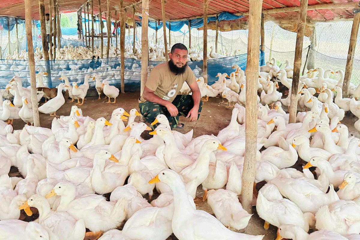 সিংড়ায় বেলজিয়াম জাতের হাঁস পালনে লাখপতি দুই যুবক