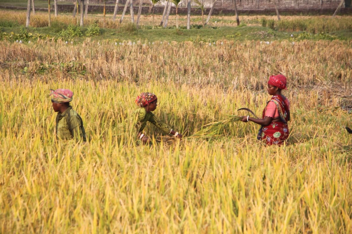 রংপুরে পুরুষের সাথে সমান তালে মাঠে কাজ করছেন নারীরা