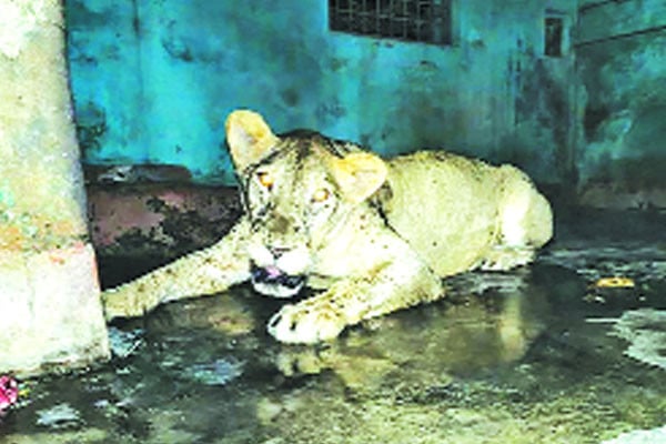 ভালো আছে সিংহী তদন্ত রিপোর্ট কাল