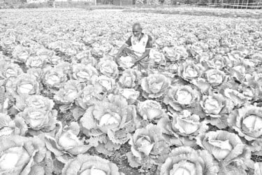 ১১০০ কোটি টাকার সবজি উৎপাদনের আশা