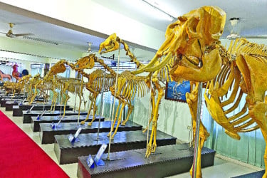 পশু-প্রাণীর প্রতিচ্ছবি অ্যানাটমি মিউজিয়ামে