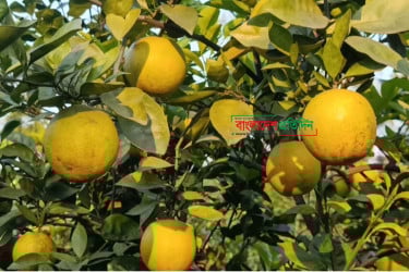 নীলফামারীতে বাণিজ্যিকভাবে চাষ হচ্ছে মাল্টা