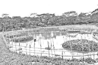 ১০ জেলায় ২০০ অভয়াশ্রম জলাশয়ে ফিরছে দেশি মাছ