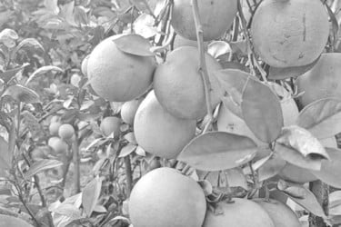 নীলফামারীতে মাল্টার বাণিজ্যিক চাষ