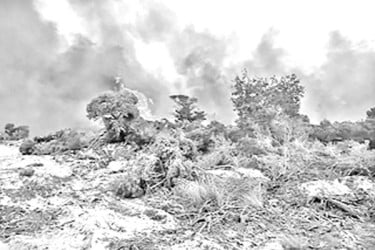 অস্ট্রেলিয়ায় দ্রুত ছড়িয়ে পড়ছে ভয়াবহ দাবানল