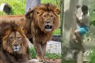 চিড়িয়াখানায় সিংহের খাঁচায় ঢুকে নিহত ১৯ বছরের কিশোর