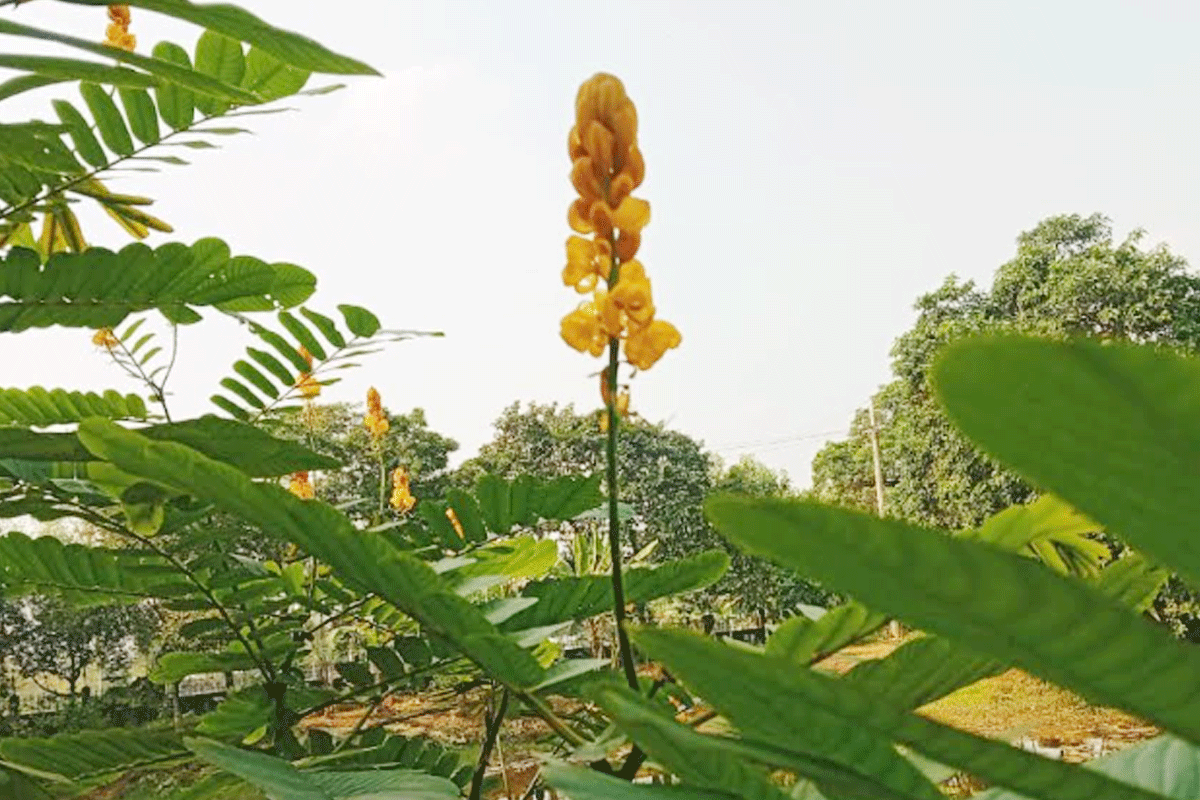 আকাশপানে চেয়ে থাকা দাদমর্দনে মুগ্ধ দর্শনার্থীরা
