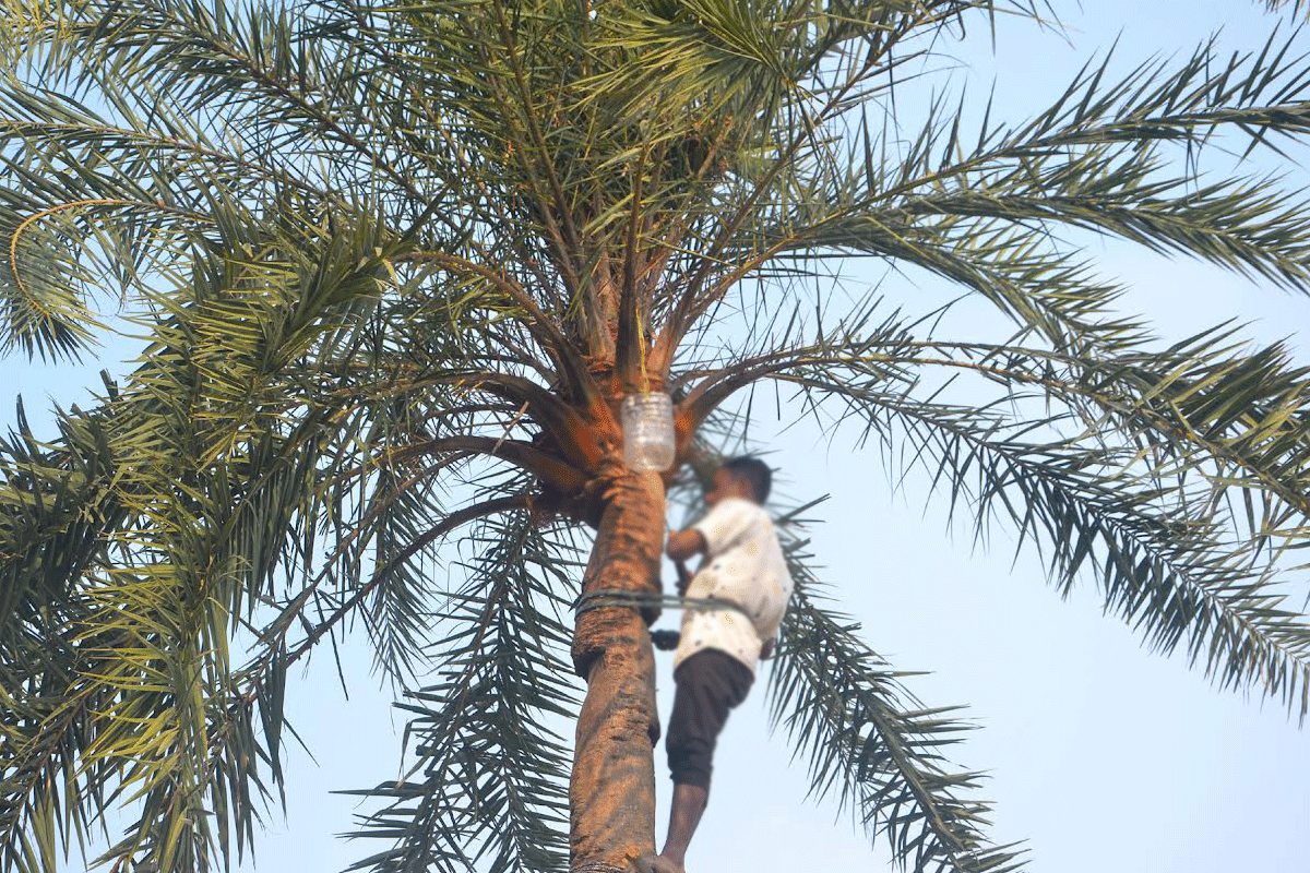 টাঙ্গাইলে খেজুরের রস খেতে গিয়ে কিশোরের মৃত্যু