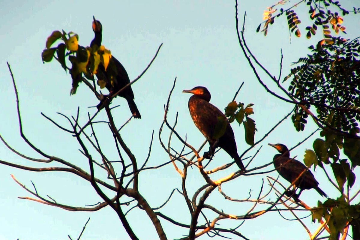 পাহাড়ে পাখির মেলা