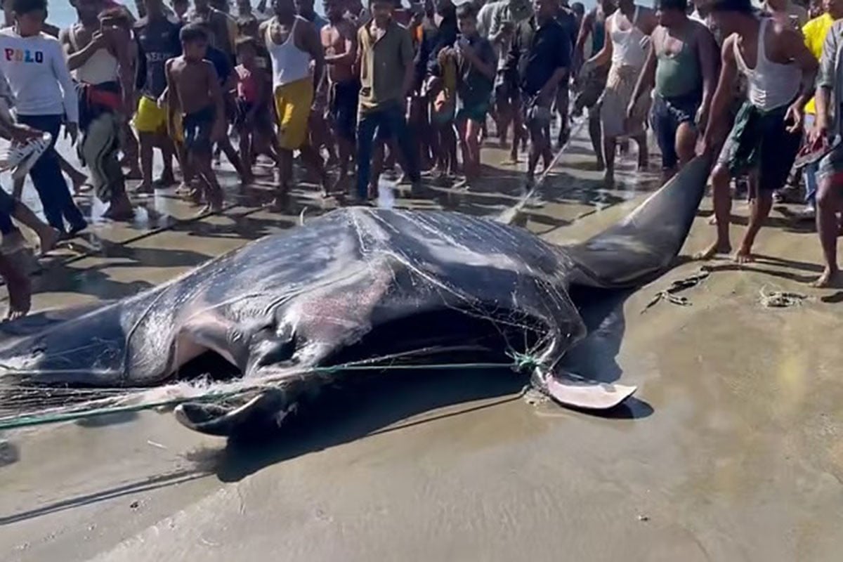 ২২ মন ওজনের শাপলা পাতা মাছ বিক্রি হলো ৫০ হাজারে