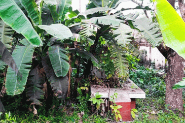 বীর মুক্তিযোদ্ধাদের গণকবর ও বদ্ধভূমি সংরক্ষণের দাবি