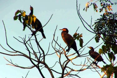 পাহাড়ে পাখির মেলা