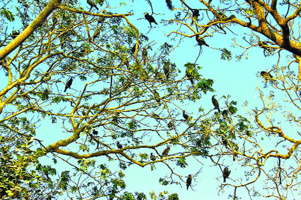 পাহাড়ে পাখির মেলা