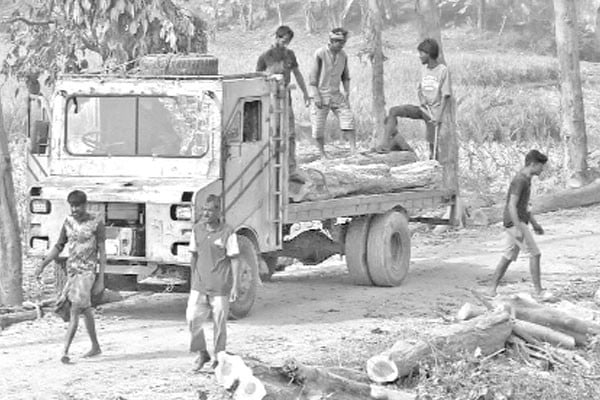 সড়ক প্রশস্তের নামে কাটা হচ্ছে পাঁচ শতাধিক গাছ
