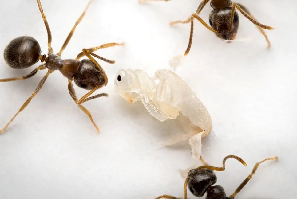 পিঁপড়ার আত্মত্যাগ!