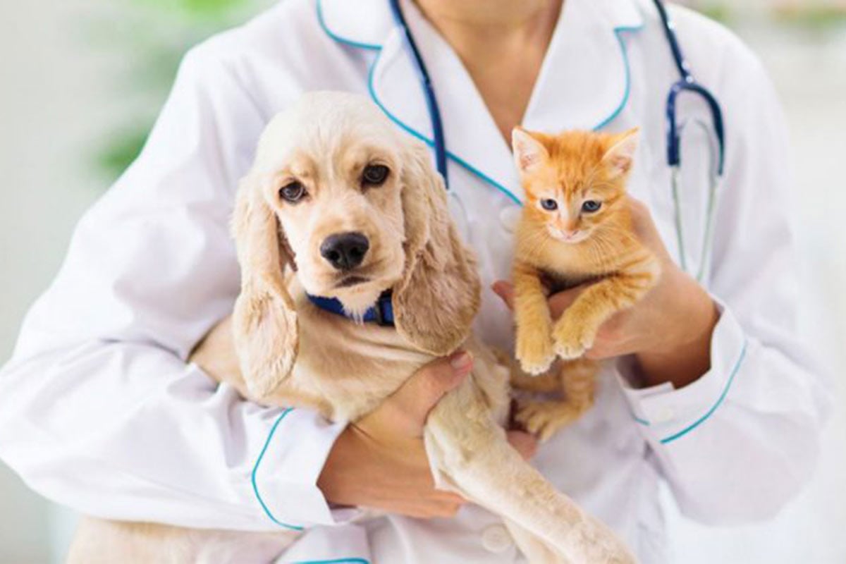 বিড়াল-কুকুরের ভাইরাল ভিডিও: বিনোদনের আড়ালে পোষ্যদের নীরব যন্ত্রণা