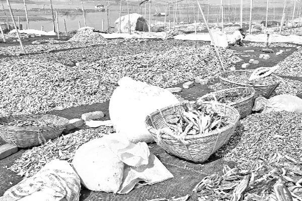 দাদনে জিম্মি শুঁটকি উৎপাদন