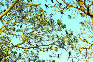 পাহাড়ে পাখির মেলা