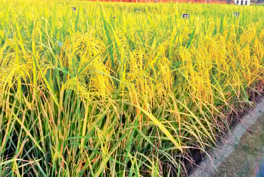 চট্টগ্রামে আমনের আবাদ কমলেও বেড়েছে উৎপাদন