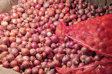 আমদানির খবরে কমছে পিয়াজের দাম