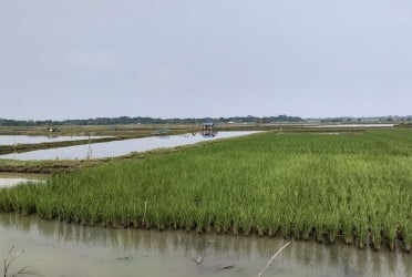 বাগেরহাটে কমছে কৃষিজমি