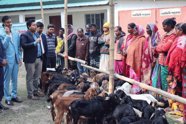 সিংড়ায় ১০০ জন ক্ষুদ্র নৃ-গোষ্ঠির মাঝে ২০০ ছাগল বিতরণ