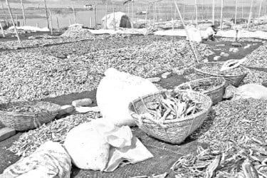 দাদনে জিম্মি শুঁটকি উৎপাদন