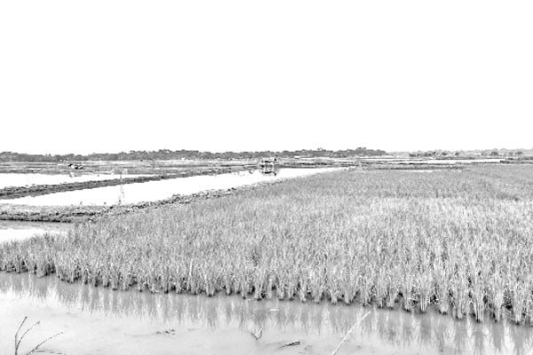 কমছে আবাদি জমি সংকটে কৃষক