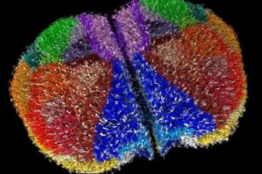 ৯০ লাখ নিউরনের ভার্চুয়াল মস্তিষ্ক বানালেন বিজ্ঞানীরা