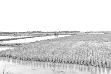 কমছে আবাদি জমি সংকটে কৃষক