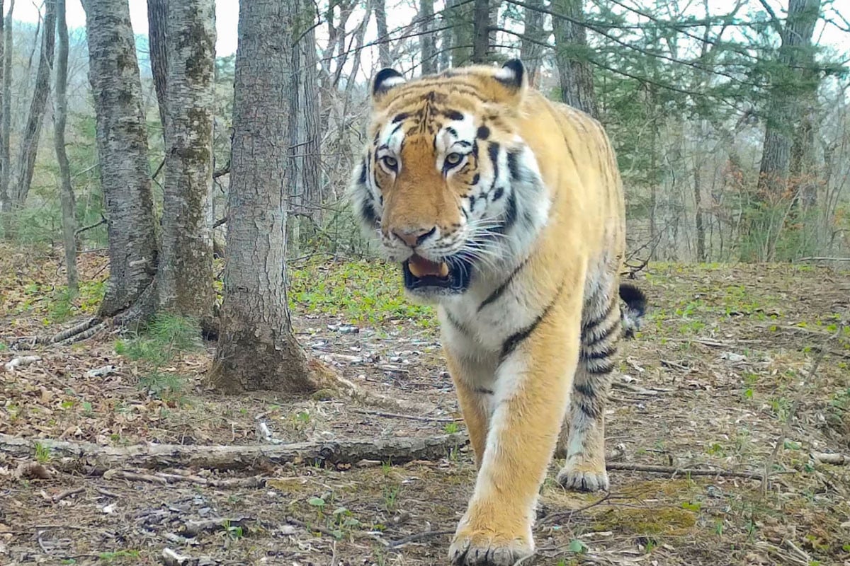‘টাইগার্স বিটুইন এম্পায়ার্স’: সাইবেরিয়ান বাঘ বাঁচানোর অবিশ্বাস্য গল্প