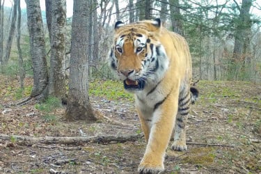 ‘টাইগার্স বিটুইন এম্পায়ার্স’: সাইবেরিয়ান বাঘ বাঁচানোর অবিশ্বাস্য গল্প