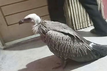 পরিযায়ী শকুন 'হিমালয়ান গৃধিনী' উদ্ধার