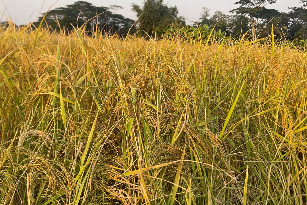 মাদারীপুরে আমন ধানের বাম্পার ফলন, মাঠজুড়ে ধান কাটার মহোৎসব