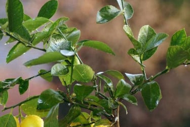 শীতে খুশকির সমস্যা? ব্যবহার করুন লেবুপাতা