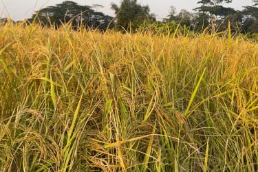 মাদারীপুরে আমন ধানের বাম্পার ফলন, মাঠজুড়ে ধান কাটার মহোৎসব