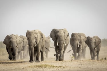 বতসোয়ানার হাতি শিকার উৎসব, কেন উদ্বেগ বাড়ছে?