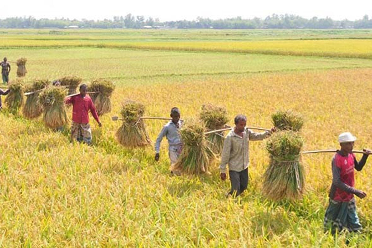 কক্সবাজারে আমনের বাম্পার ফলন