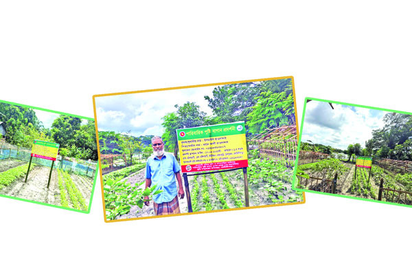 পারিবারিক পুষ্টি বাগানে শাকসবজি