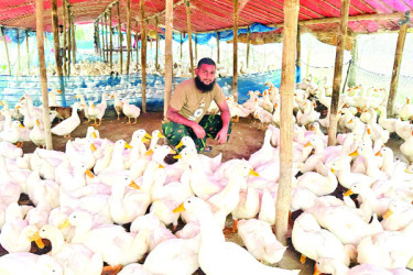 বেলজিয়াম জাতের হাঁস পালনে সাফল্য