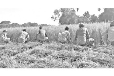 আমন ধান কাটার ধুম