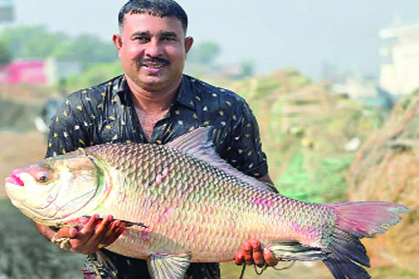 ৩৫ কেজি কাতলার দাম ১ লাখ ২২ হাজার টাকা!