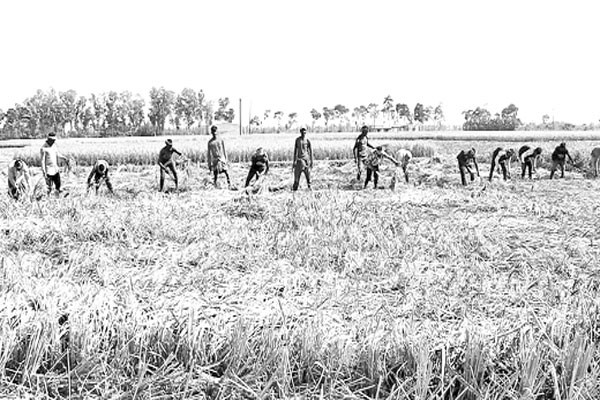 আমনের ফলন বিপর্যয়