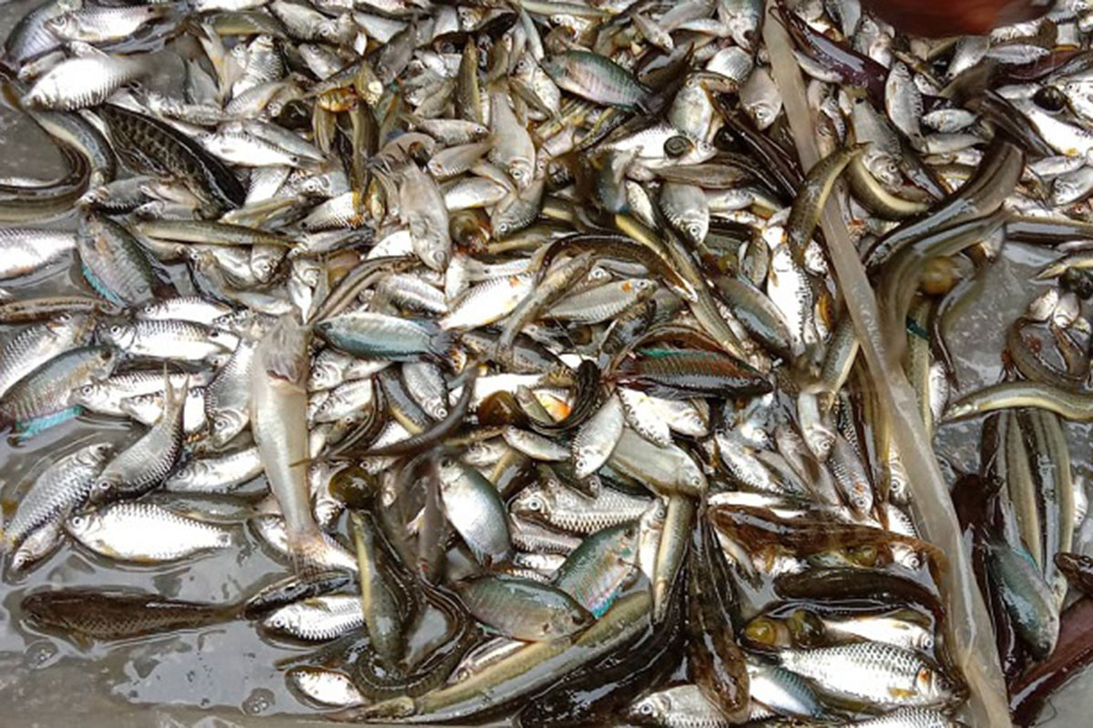 বাংলাদেশের মাছের ব্যাপক চাহিদা ভারতের সাত রাজ্যে