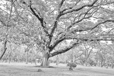 ঢাকার সবুজায়নে ভুল গাছের ছায়া!