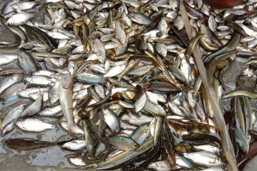 বাংলাদেশের মাছের ব্যাপক চাহিদা ভারতের সাত রাজ্যে