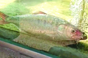 অ্যাকুয়ারিয়ামে জীবন্ত ইলিশ